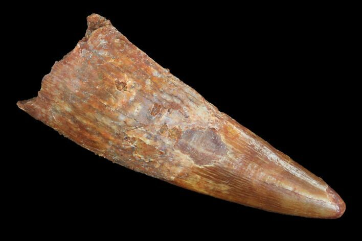 Pterosaur (Siroccopteryx) Tooth - Morocco #93170